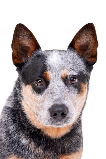istock Studio shot of an adorable Australian Cattle Dog 1188930231