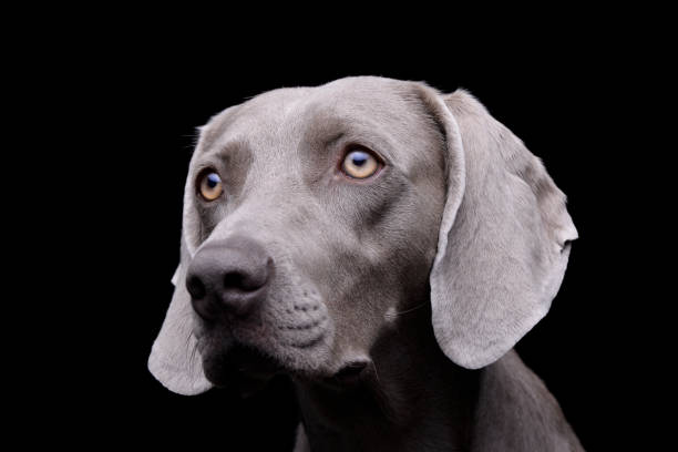 retrato de um weimaraner adorável - weimaraner dog animal domestic animals - fotografias e filmes do acervo