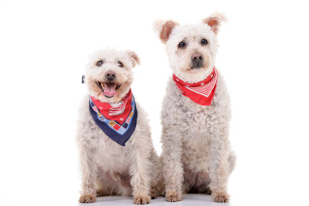 istock Studio shot of two adorable Poodle 1188930493