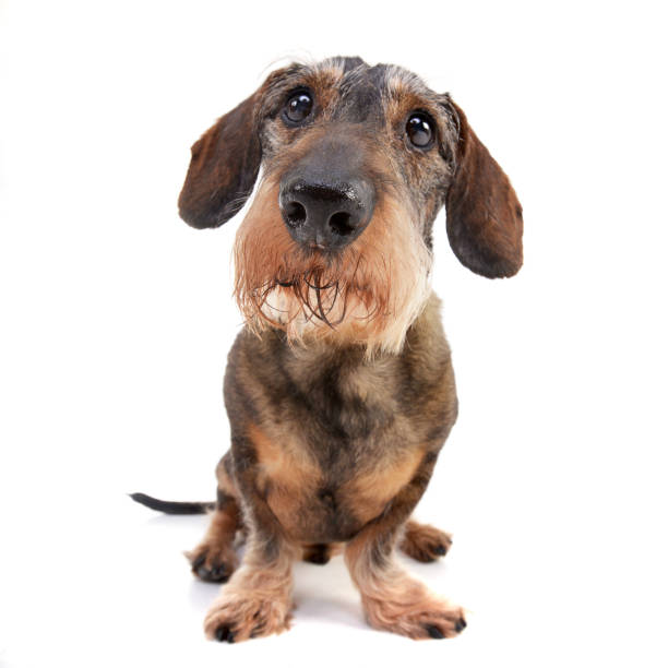 istock Studio shot of an adorable Dachshund 1188930508