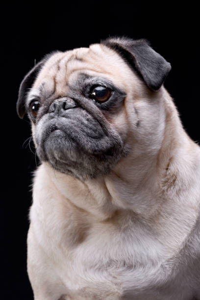 istock Portrait of an adorable Mops (or Pug) 1188930520