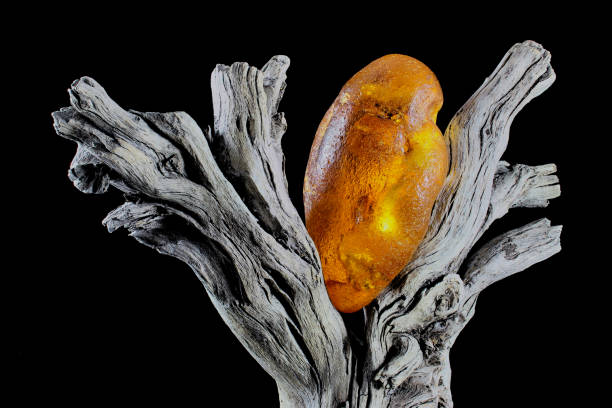 Big natural raw Amber stone lying between two branches of old driftwood with black Background