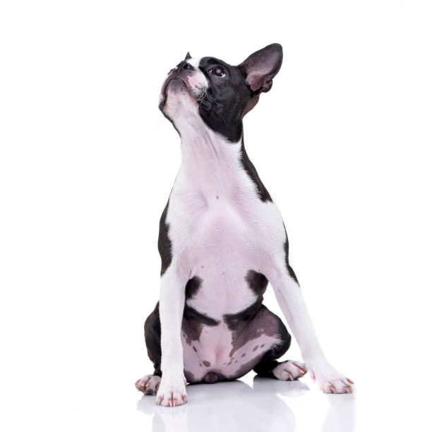 istock Studio shot of an adorable Boston Terrier 1188930667