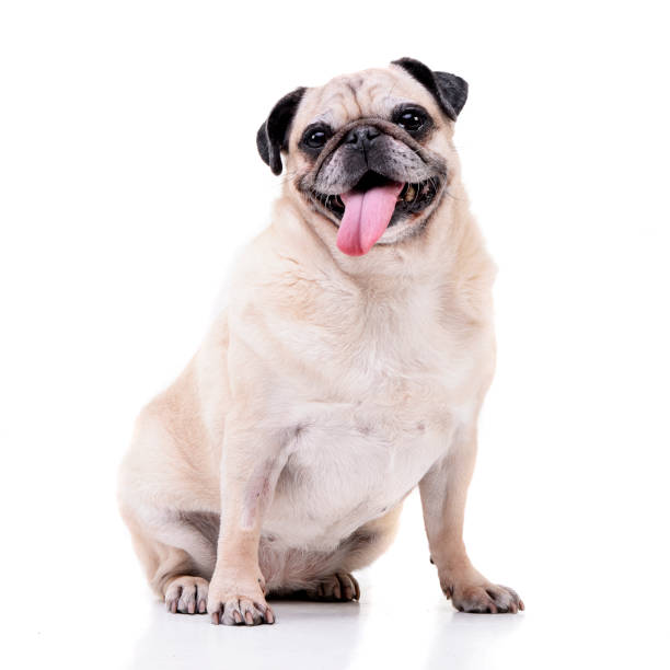 istock Studio shot of an adorable Mops (or Pug) 1188930671
