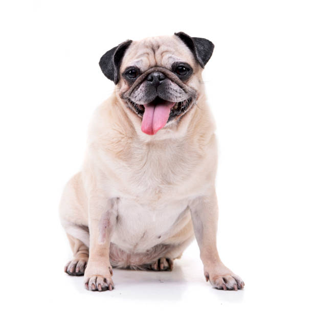istock Studio shot of an adorable Mops (or Pug) 1188930674