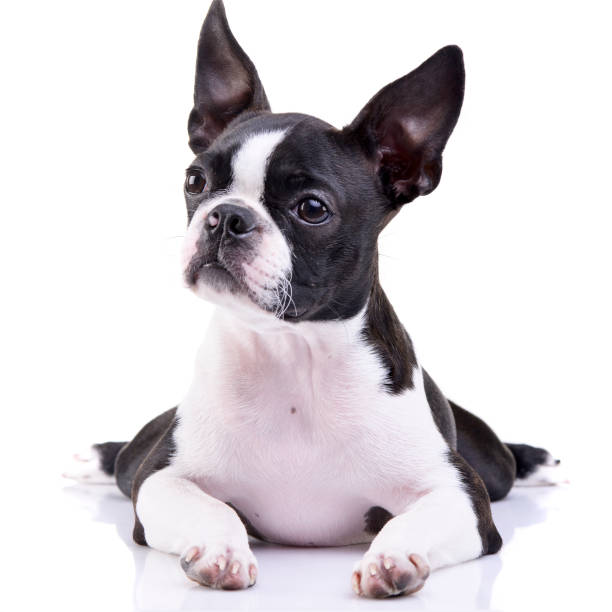istock Studio shot of an adorable Boston Terrier 1188930689