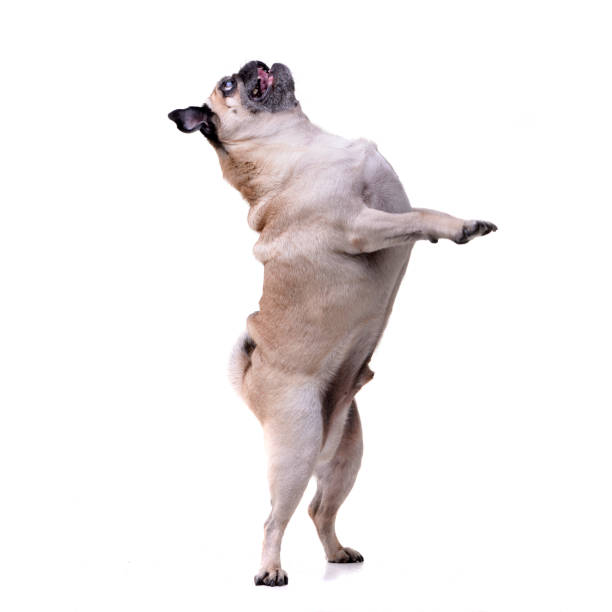 istock An adorable Mops (or Pug) standing on hind legs 1188930732