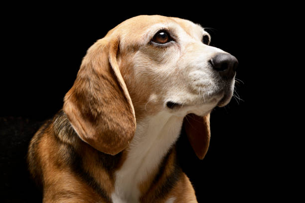 istock Portrait of an adorable Beagle 1188930745