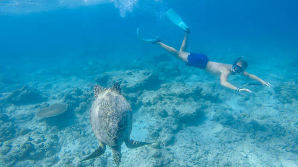 istock Gili Island - A man diving with turtle 1188931348