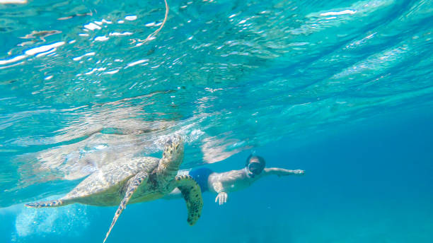 Gili Island - A man diving with turtle A man in a diving mask and fins diving along a turtle, next to the shore of Gili Air, Lombok Indonesia. Beautiful and crystal clear water. Peaceful coexistence of human and animal. Dream coming true. gili trawangan stock pictures, royalty-free photos & images