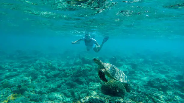 A girl in a diving mask and fins diving along a turtle, next to the shore of Gili Air, Lombok Indonesia. Beautiful and crystal clear water. Peaceful coexistence of human and animal. Dream coming true.