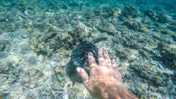A human hand reaching out to touch a turtle next to the shore of Gili Air, Lombok Indonesia. Beautiful and crystal clear water. Peaceful coexistence of human and animal. Natural habitat of turtles.