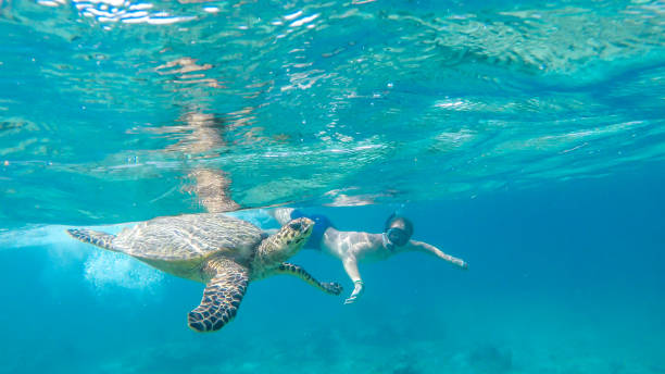 isla gili - un hombre buceando con tortuga - west nusa tenggara fotografías e imágenes de stock
