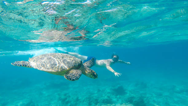 Gili Island - A man diving with turtle