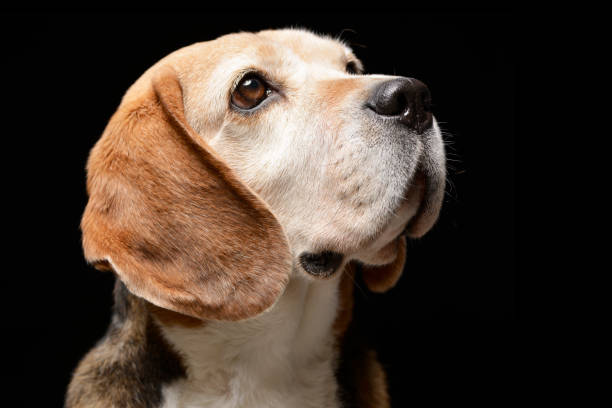 istock Portrait of an adorable Beagle 1188931559