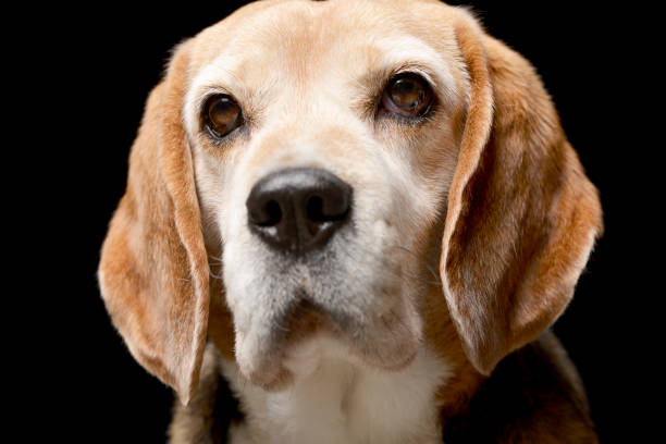 istock Portrait of an adorable Beagle 1188931673
