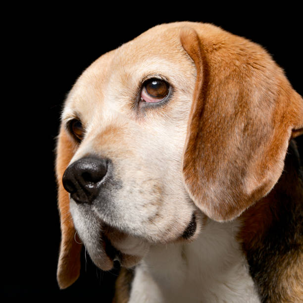 istock Portrait of an adorable Beagle 1188931724