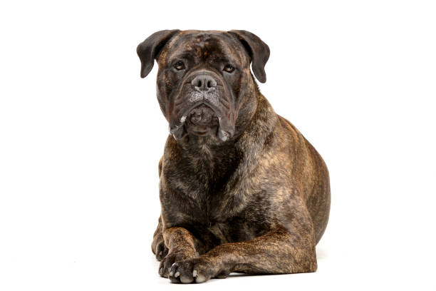 istock Studio shot of an adorable Bull mastiff 1188931744