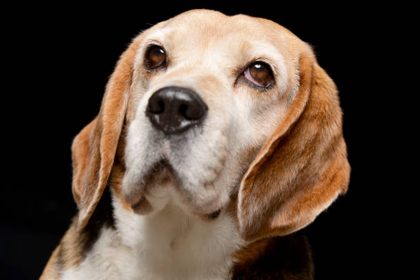 istock Portrait of an adorable Beagle 1188931749
