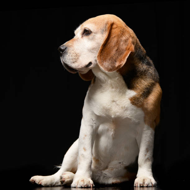 istock Studio shot of an adorable Beagle 1188931793