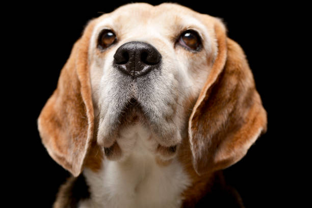 istock Portrait of an adorable Beagle 1188931831