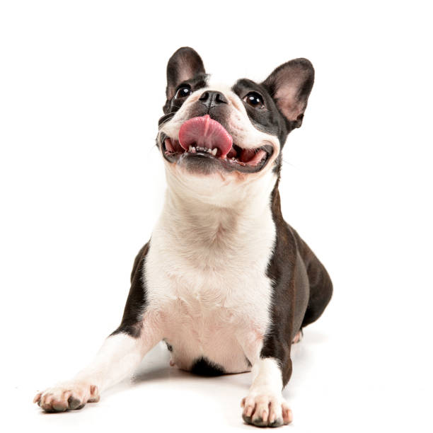 istock Studio shot of an adorable Boston Terrier 1188931888
