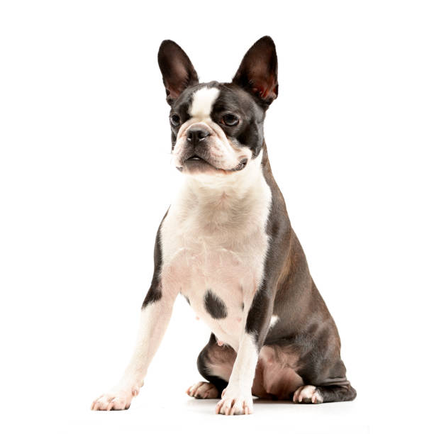 istock Studio shot of an adorable Boston Terrier 1188931892
