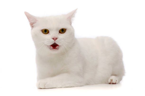 istock Studio shot of an adorable domestic cat 1188932152