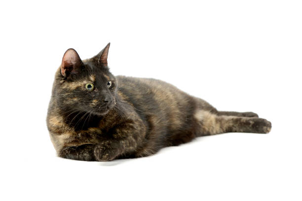 istock Studio shot of an adorable domestic cat 1188932178