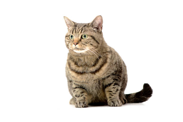 istock Studio shot of an adorable tabby cat 1188932191