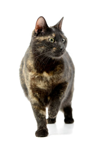 istock Studio shot of an adorable domestic cat 1188932203