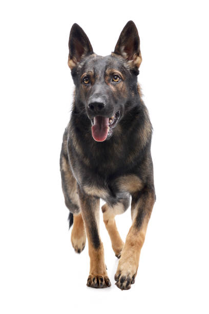 istock Studio shot of an adorable German shepherd 1188932204
