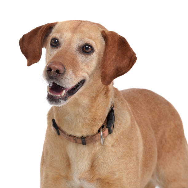 istock Studio shot of an adorable mixed breed dog 1188932217