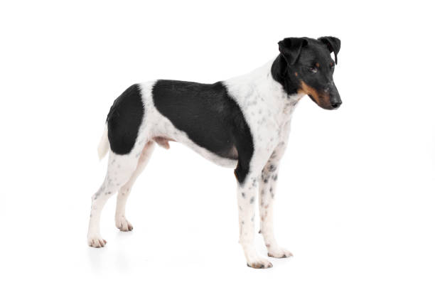 Studio shot of an adorable Fox terrier standing on white background.