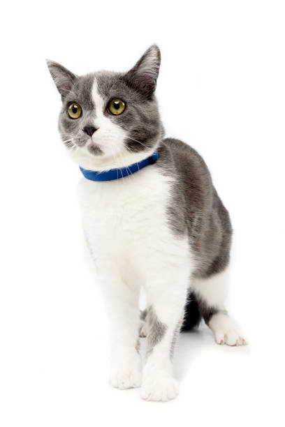 istock Studio shot of an adorable domestic cat 1188932242