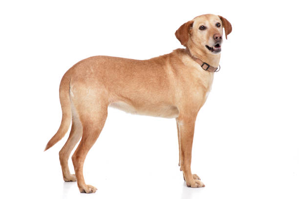 istock Studio shot of an adorable mixed breed dog 1188932245