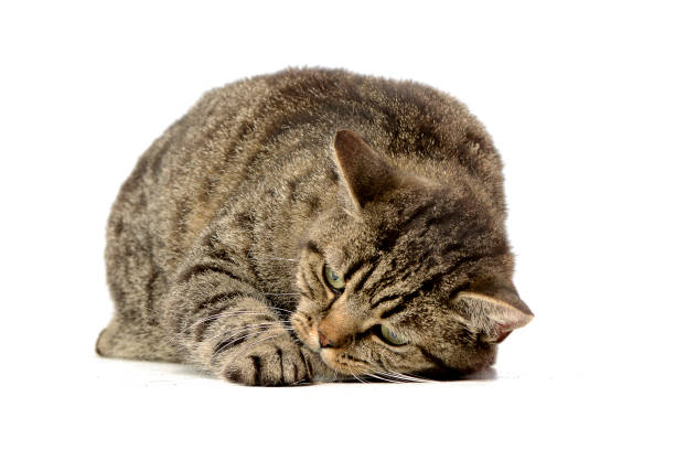 istock Studio shot of an adorable tabby cat 1188932275