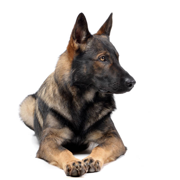 istock Studio shot of an adorable German shepherd 1188932310