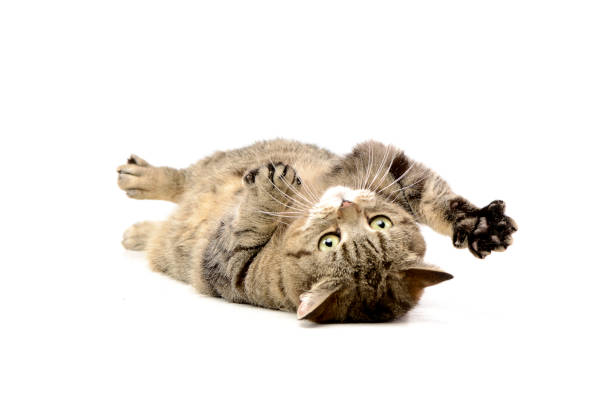 istock Studio shot of an adorable tabby cat 1188932981