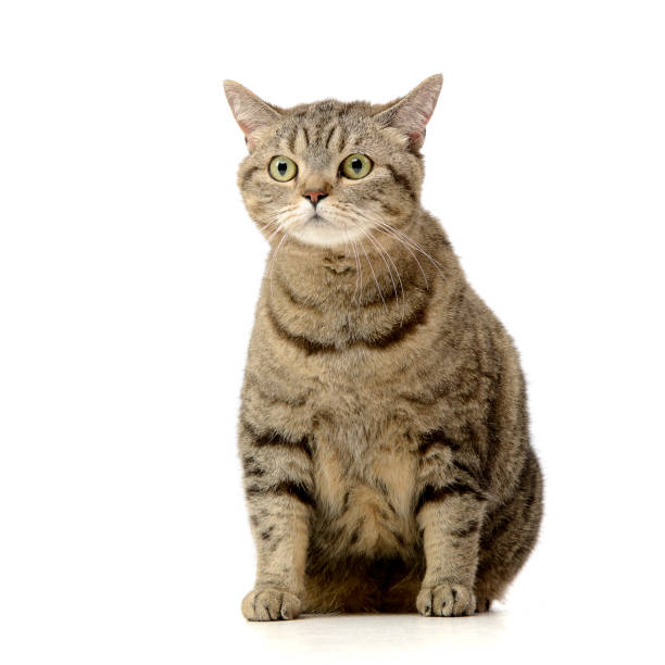 istock Studio shot of an adorable tabby cat 1188932984
