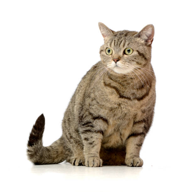 istock Studio shot of an adorable tabby cat 1188932989