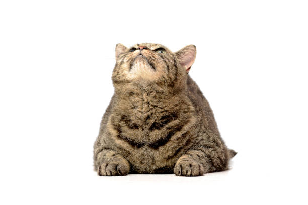 istock Studio shot of an adorable tabby cat 1188933009