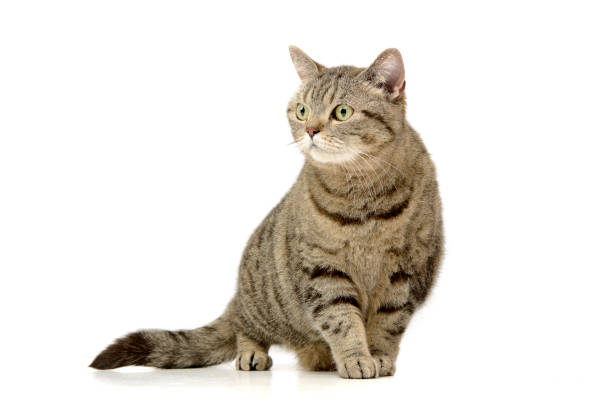 istock Studio shot of an adorable tabby cat 1188933017