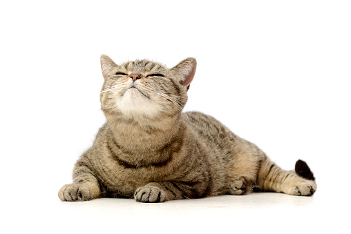 Studio shot of an adorable tabby cat lying on white background.
