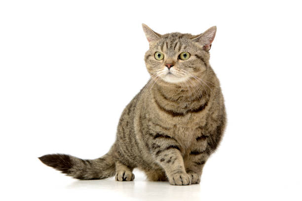 istock Studio shot of an adorable tabby cat 1188933031