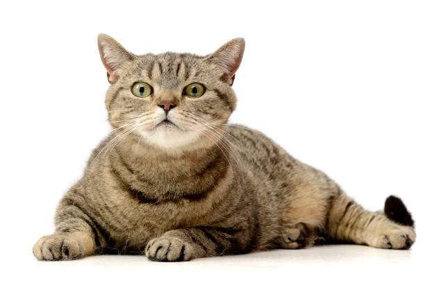 istock Studio shot of an adorable tabby cat 1188933034
