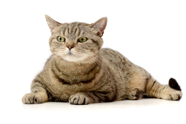 istock Studio shot of an adorable tabby cat 1188933042
