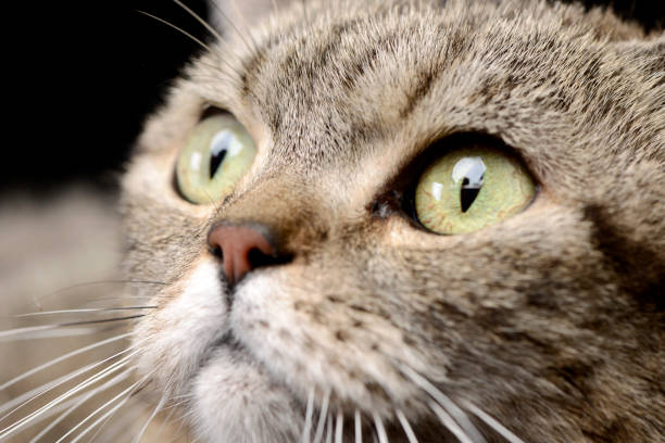 istock Portrait of an adorable tabby cat 1188933074