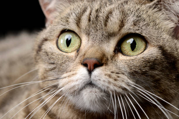 istock Portrait of an adorable tabby cat 1188933084
