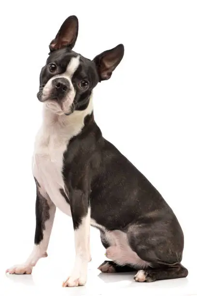 Photo of Studio shot of an adorable Boston Terrier